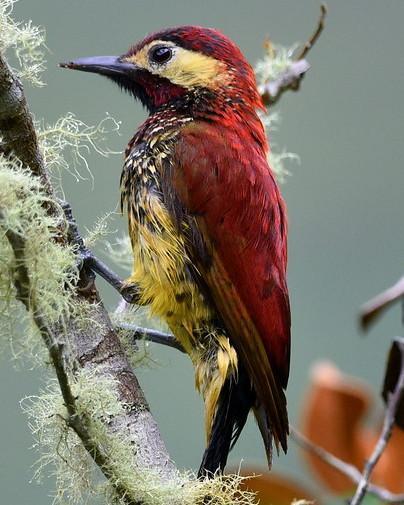 Crimson-mantled Woodpecker Photo by Carl Milliken