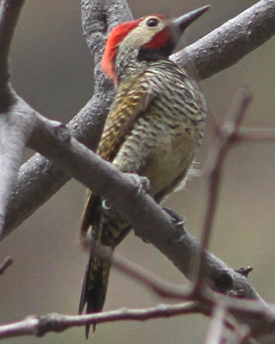 Black-necked Woodpecker Photo by Marcelo Padua