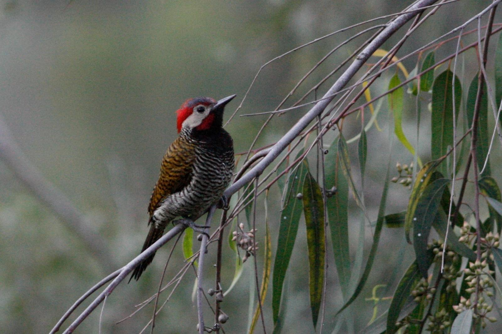 Black-necked Woodpecker Photo by Oscar Johnson
