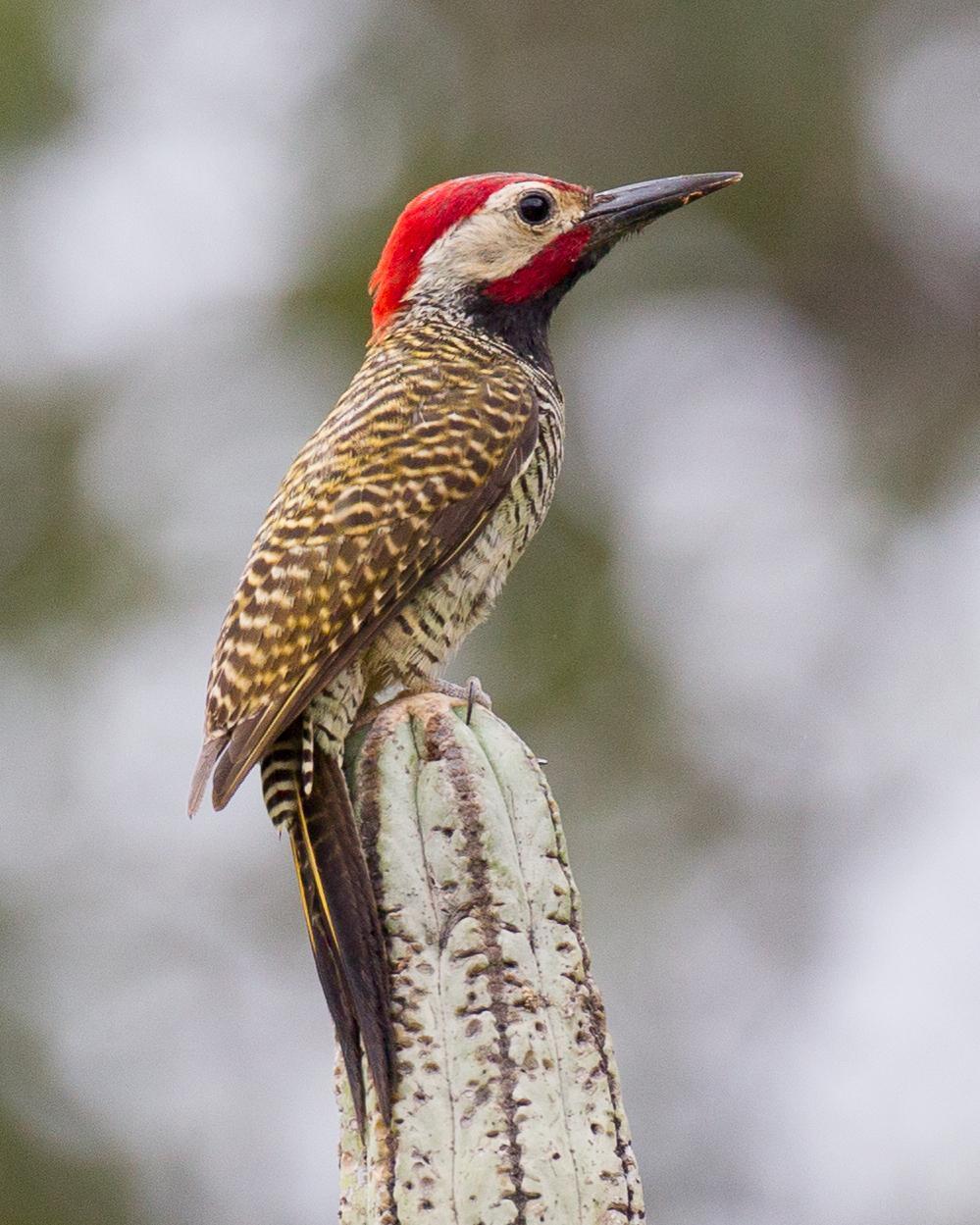 Black-necked Woodpecker Photo by Robert Lewis