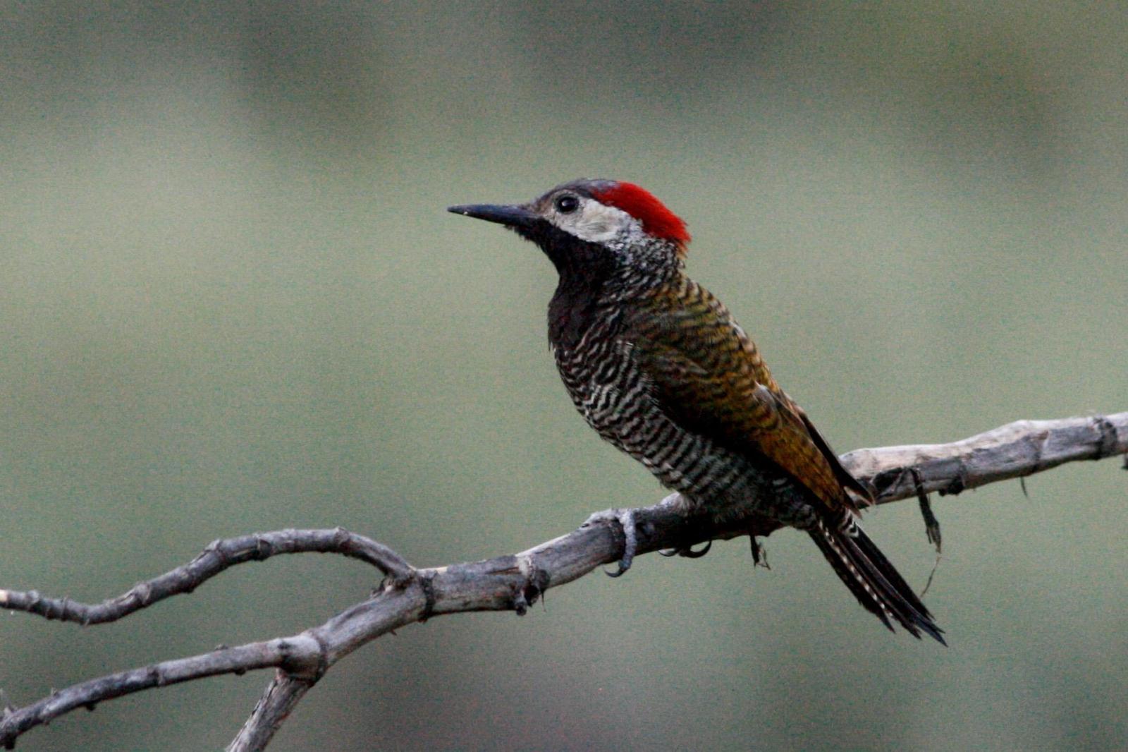 Black-necked Woodpecker Photo by Oscar Johnson