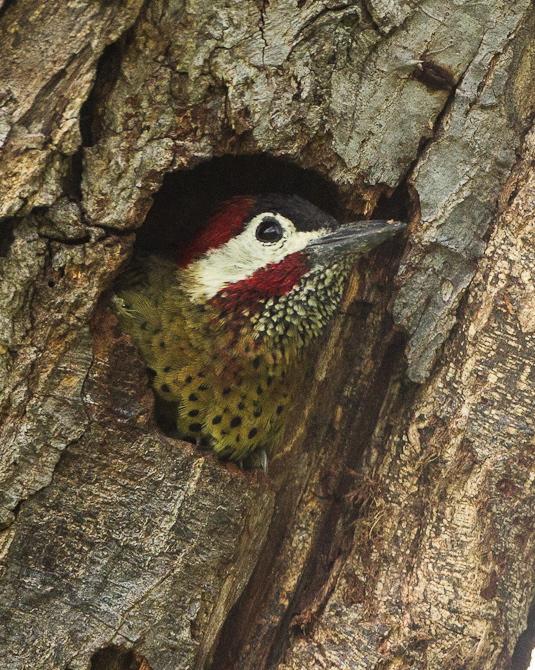 Spot-breasted Woodpecker Photo by Francesco Veronesi