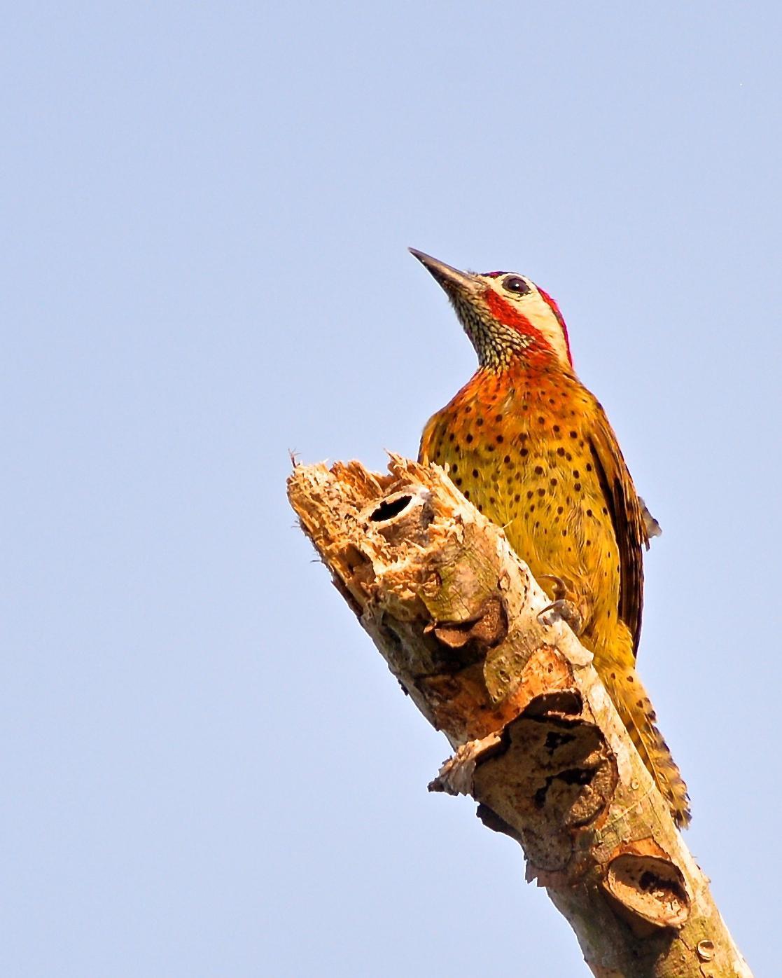 Spot-breasted Woodpecker Photo by Gerald Friesen