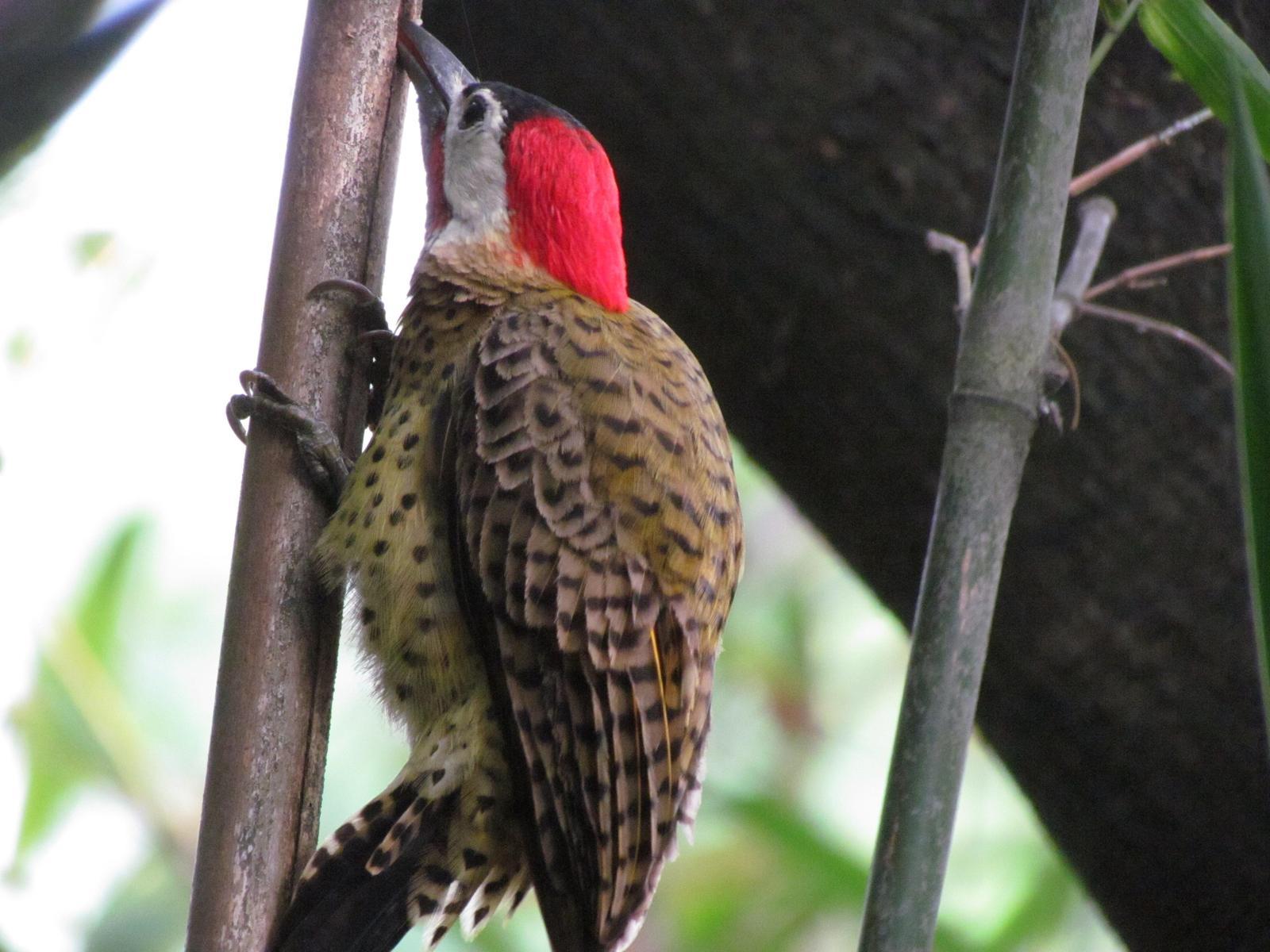 Spot-breasted Woodpecker Photo by Jeff Harding