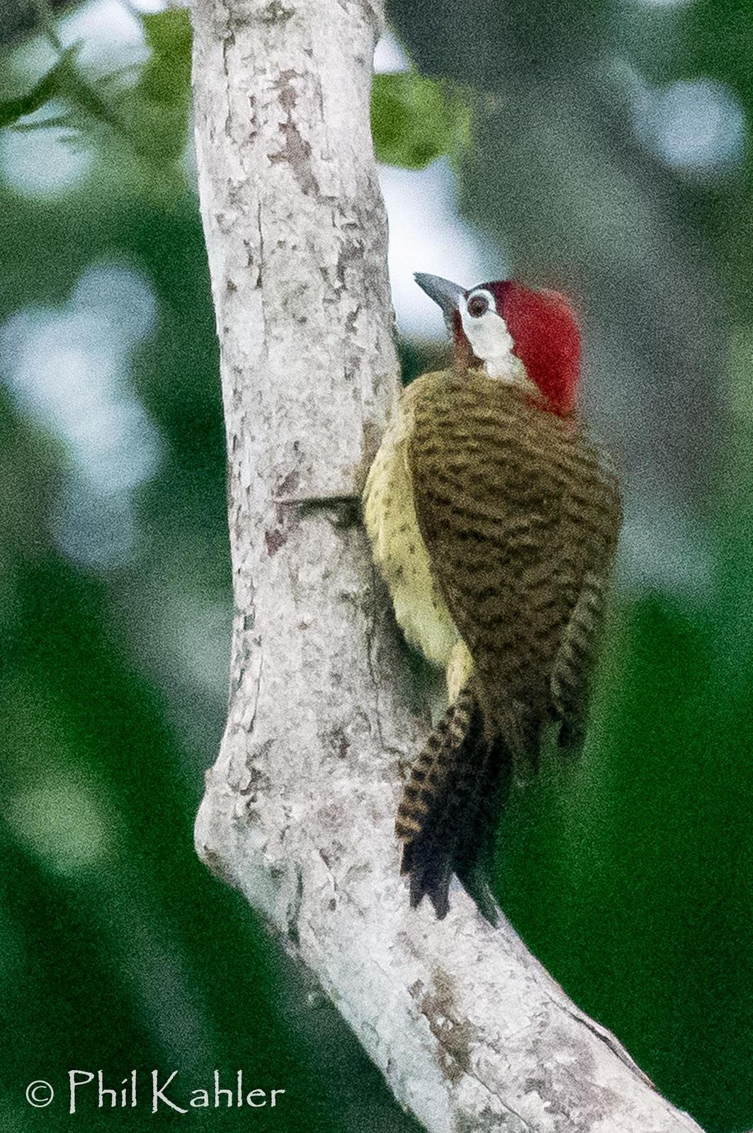 Spot-breasted Woodpecker Photo by Phil Kahler