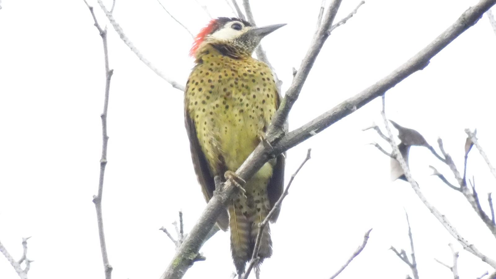 Spot-breasted Woodpecker Photo by Julio Delgado