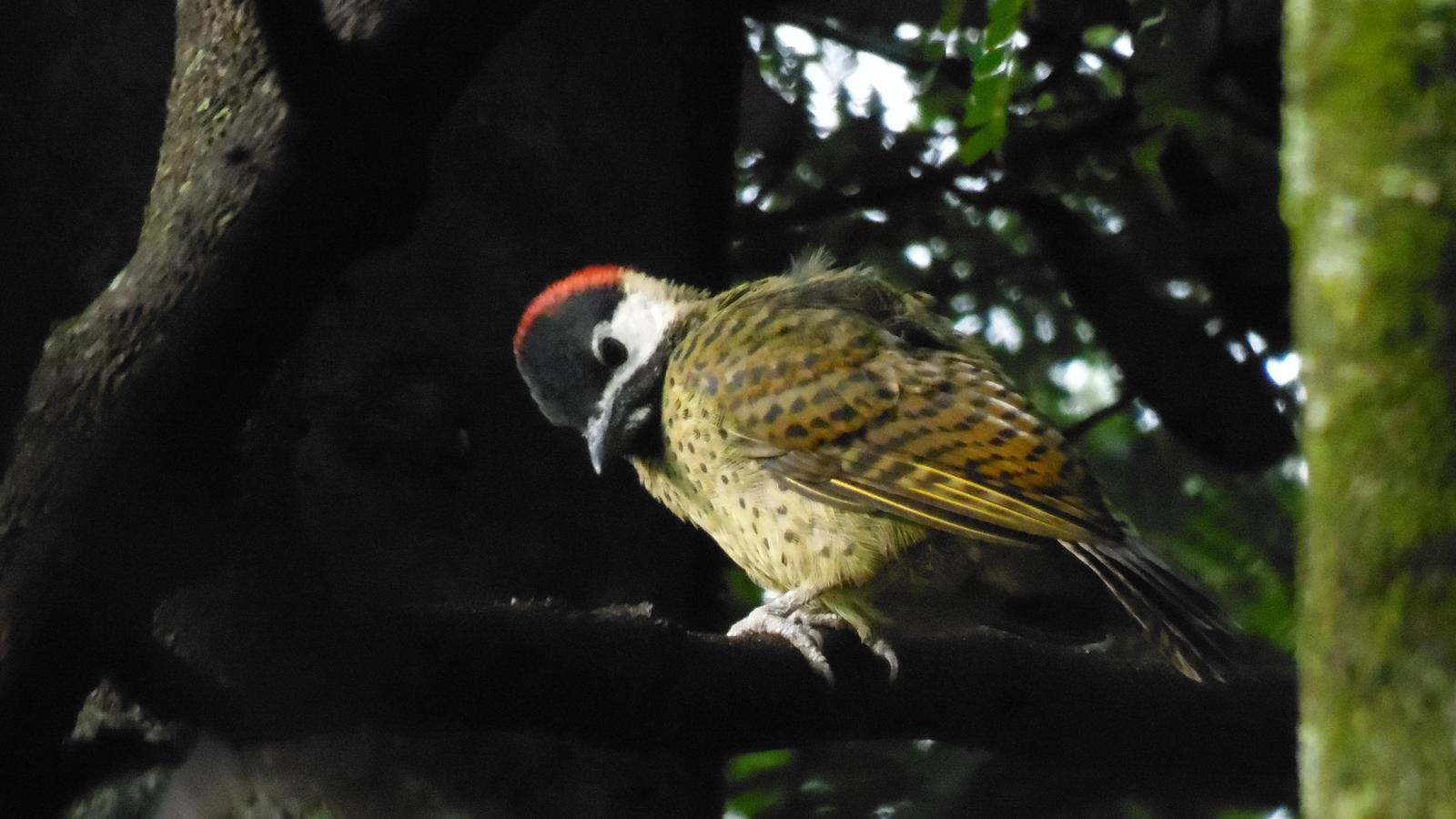 Spot-breasted Woodpecker Photo by Julio Delgado