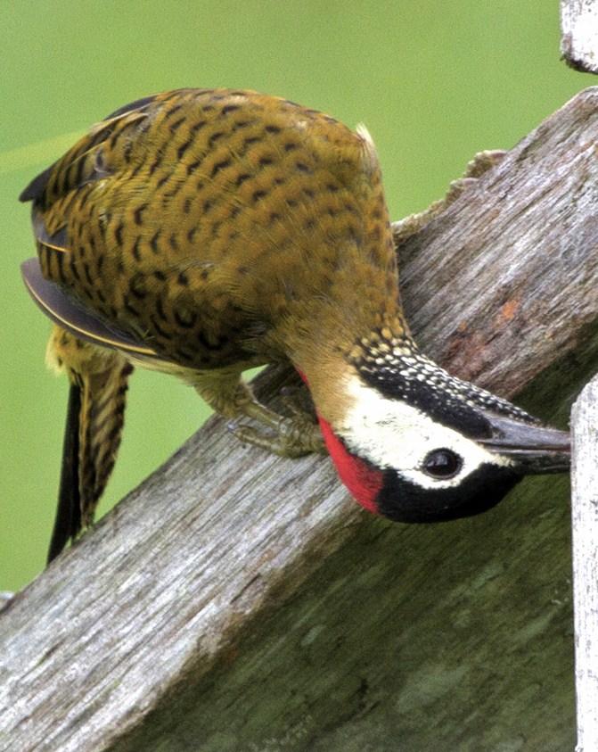 Spot-breasted Woodpecker Photo by Michel Giraud-Audine