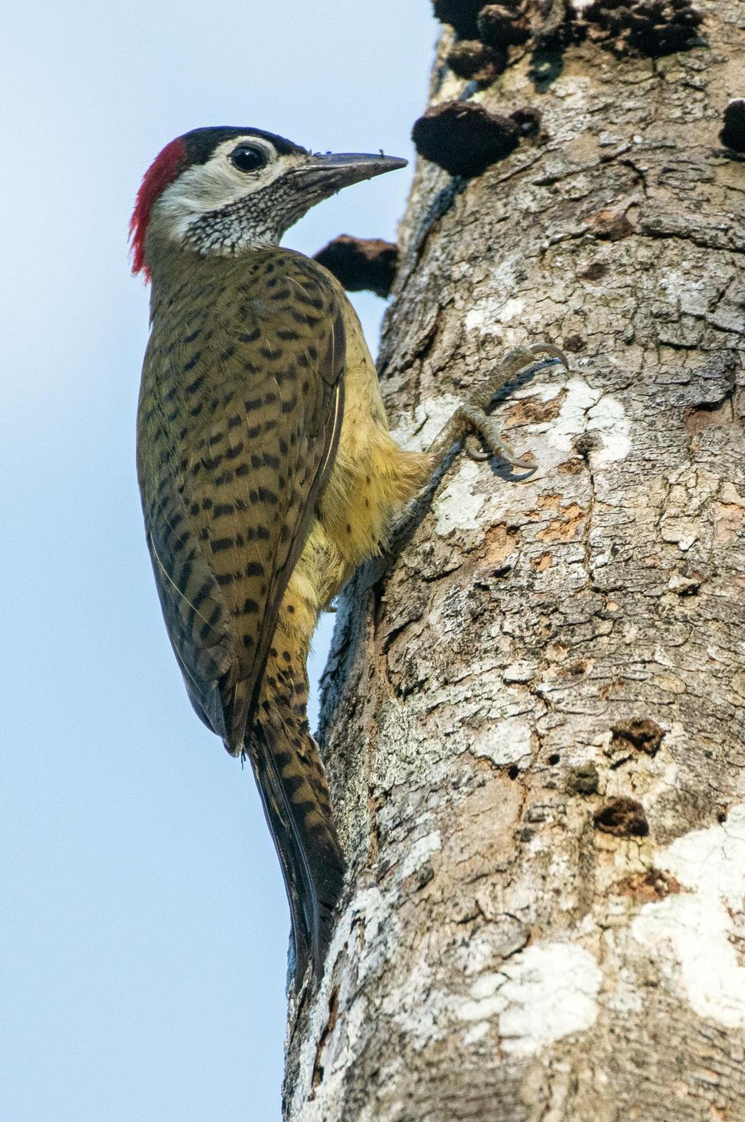 Spot-breasted Woodpecker Photo by Phil Kahler