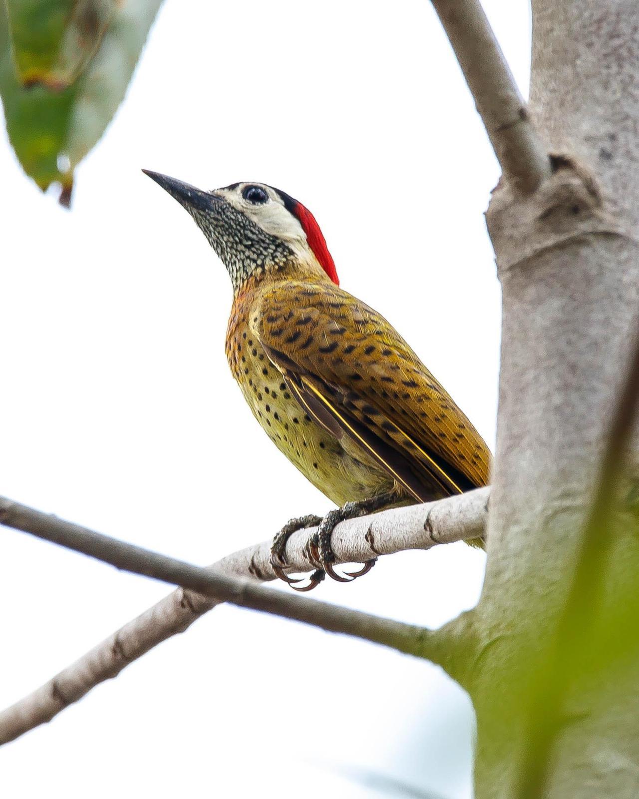Spot-breasted Woodpecker Photo by Denis Rivard