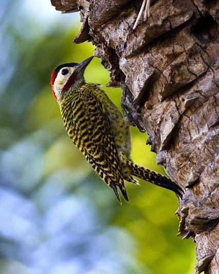 Green-barred Woodpecker Photo by Francesco Veronesi
