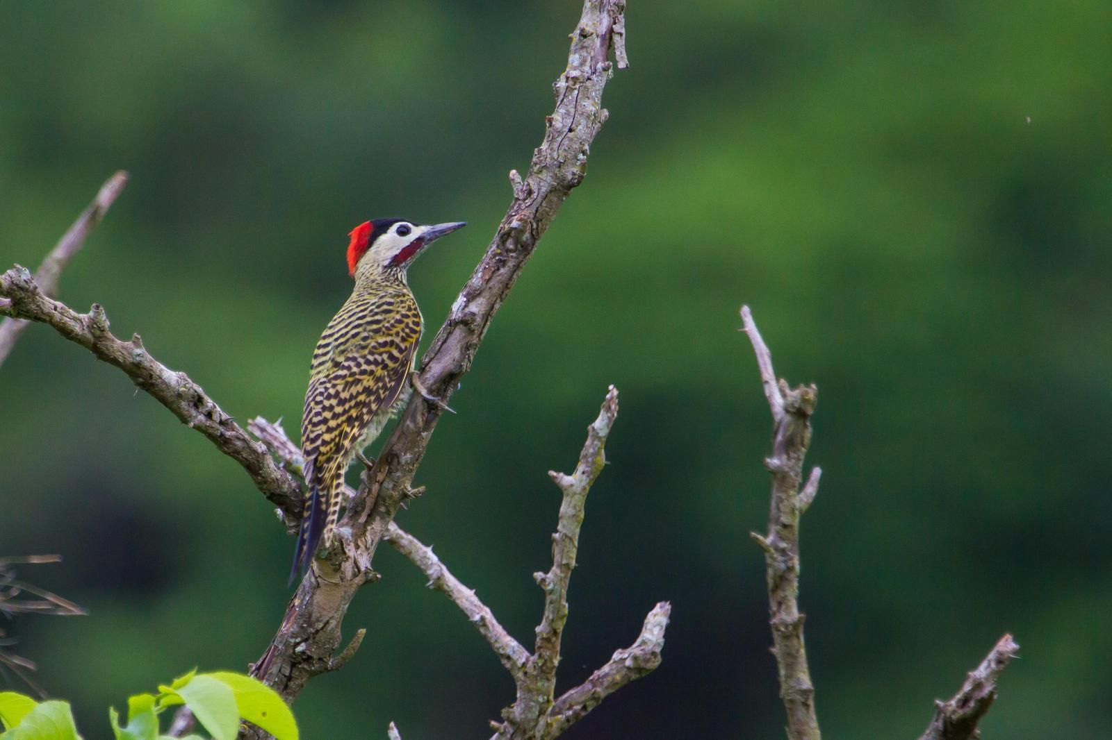 Green-barred Woodpecker Photo by Zé Edu Camargo