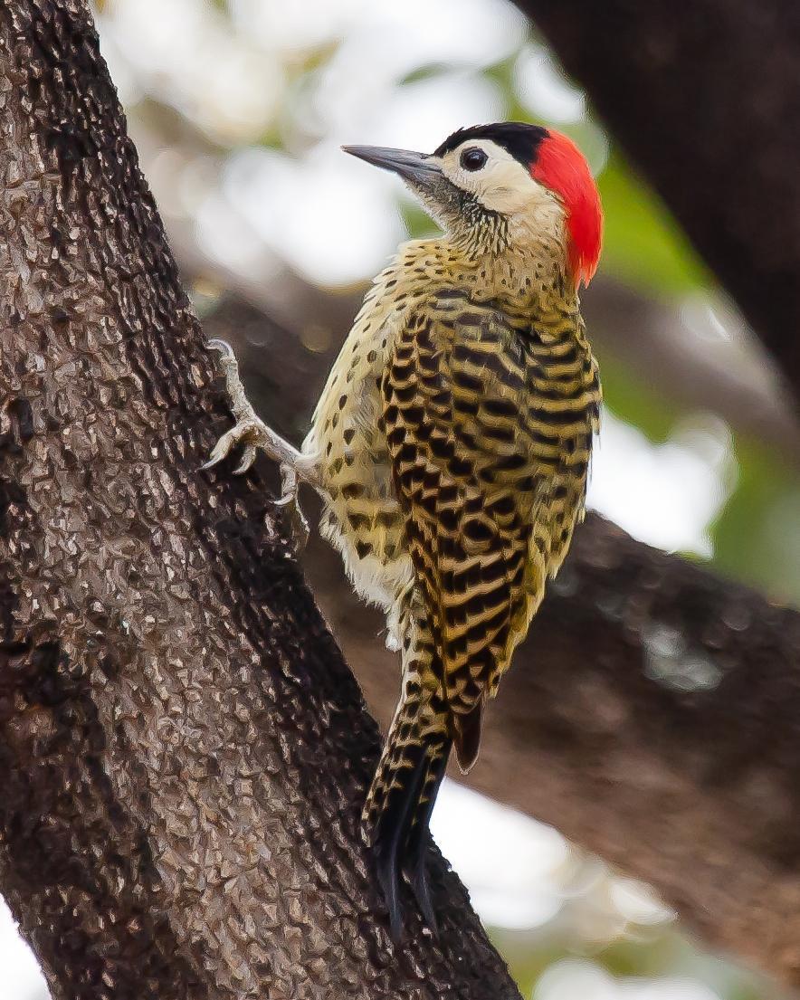Green-barred Woodpecker Photo by Robert Lewis