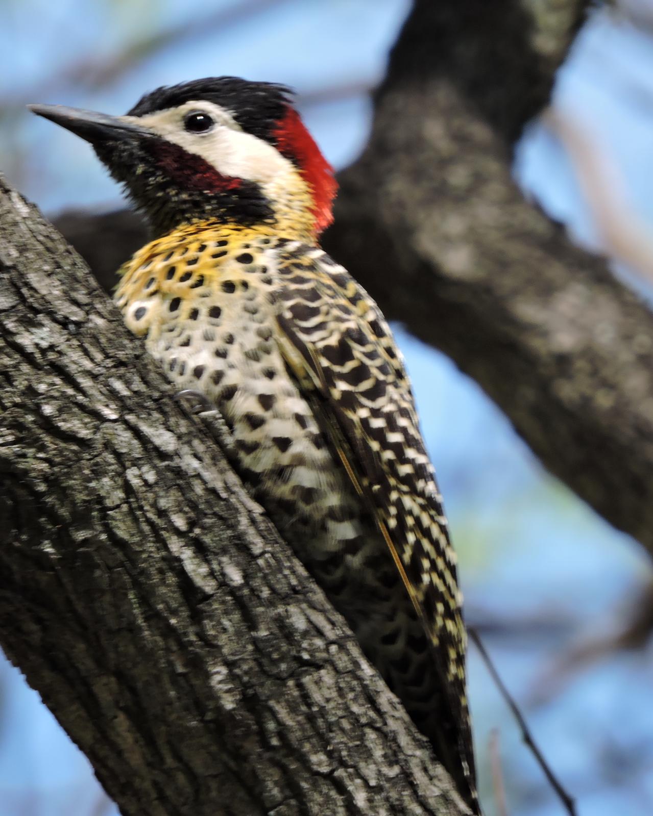 Green-barred Woodpecker Photo by Peter Lowe