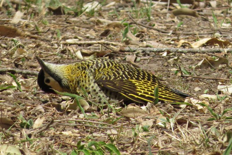 Green-barred Woodpecker Photo by Jeff Harding