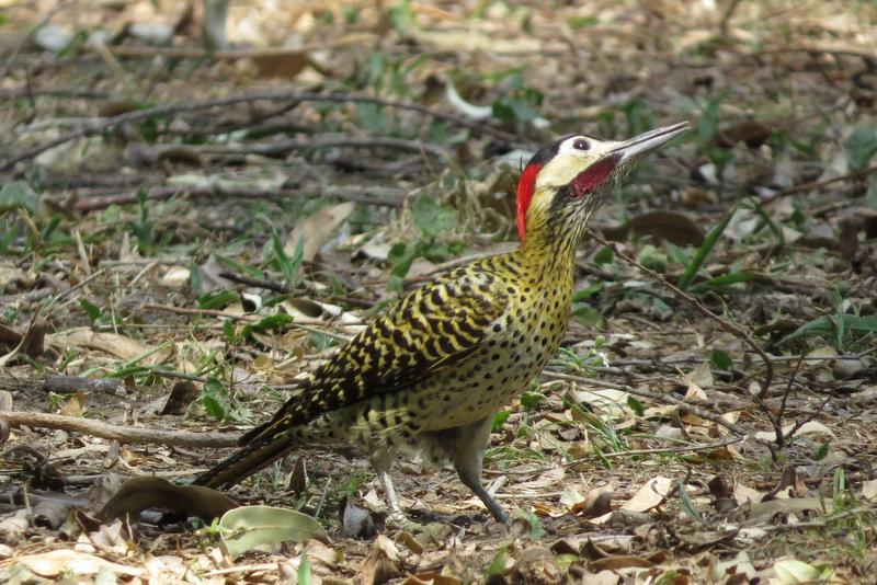 Green-barred Woodpecker Photo by Jeff Harding
