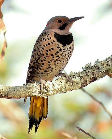 Northern Flicker Photo by Kevin Brabble