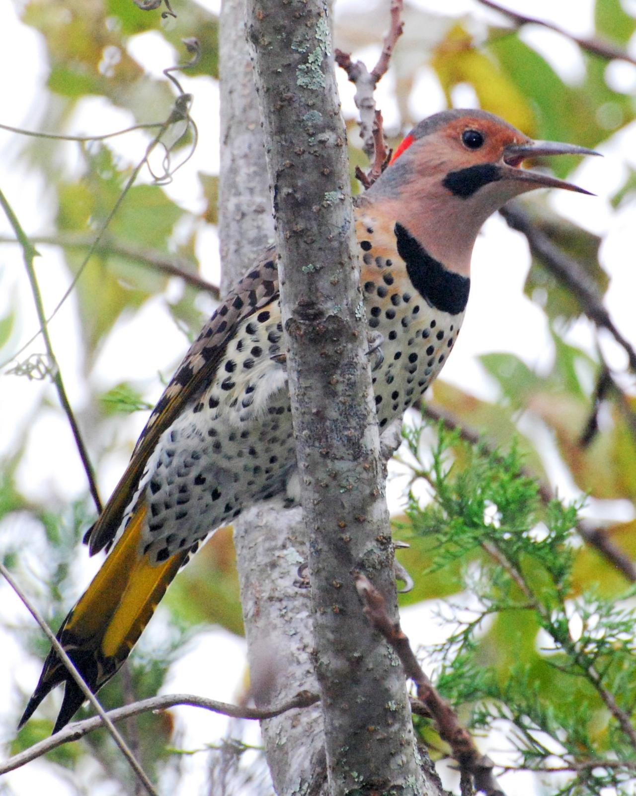 Northern Flicker Photo by David Hollie