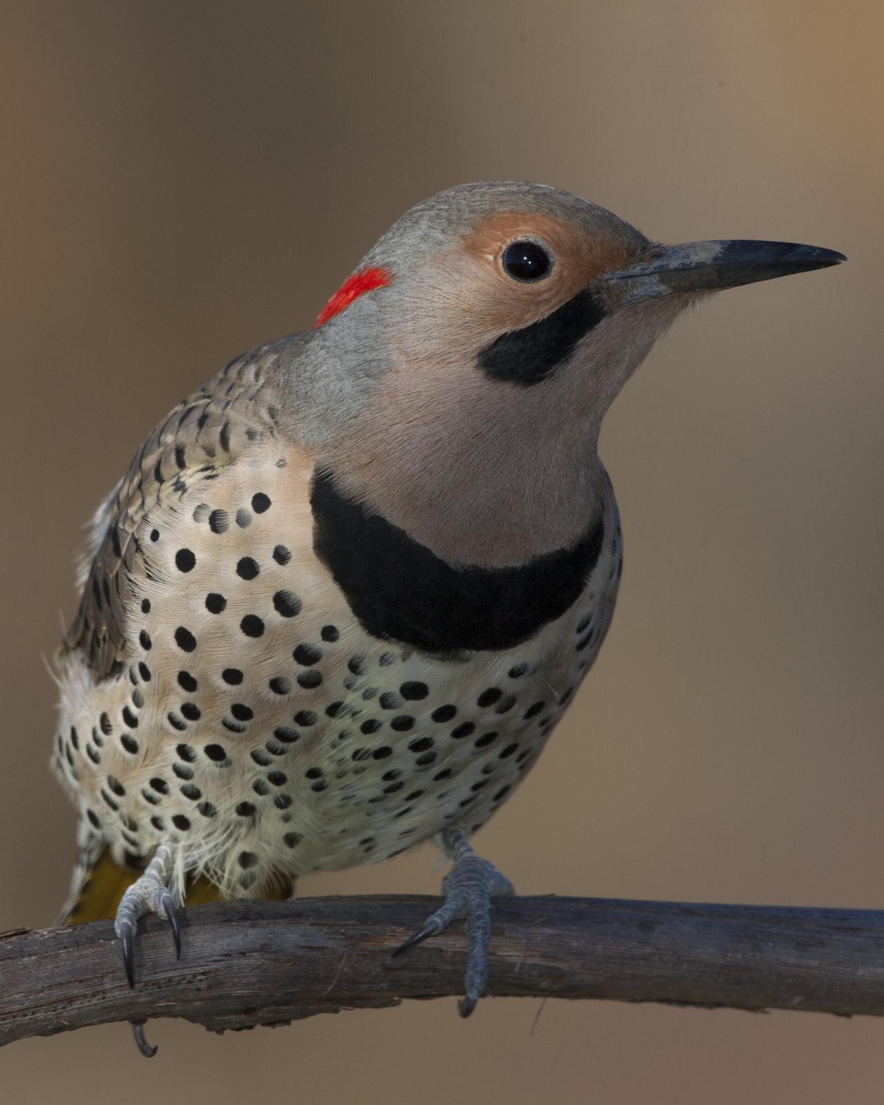 Northern Flicker Photo by Jeff Moore