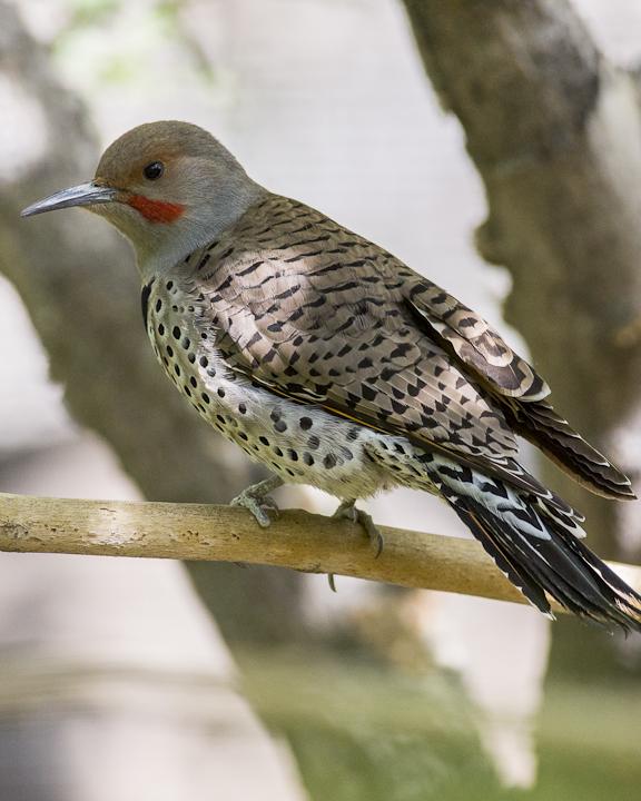 Northern Flicker Photo by Anthony Gliozzo