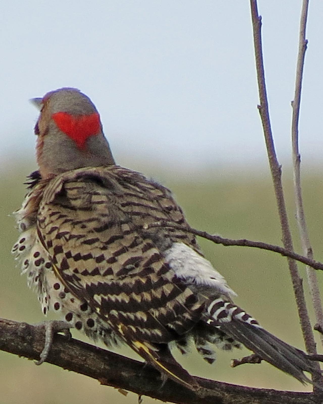 Northern Flicker Photo by Kelly Preheim