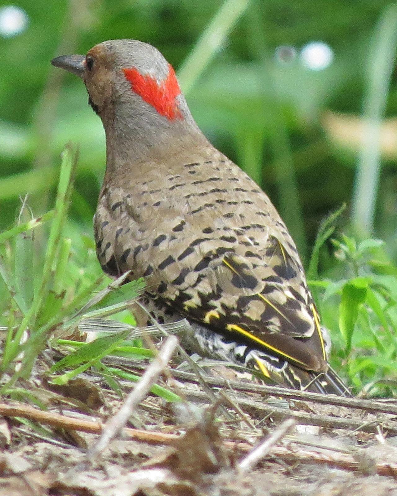 Northern Flicker Photo by Kelly Preheim