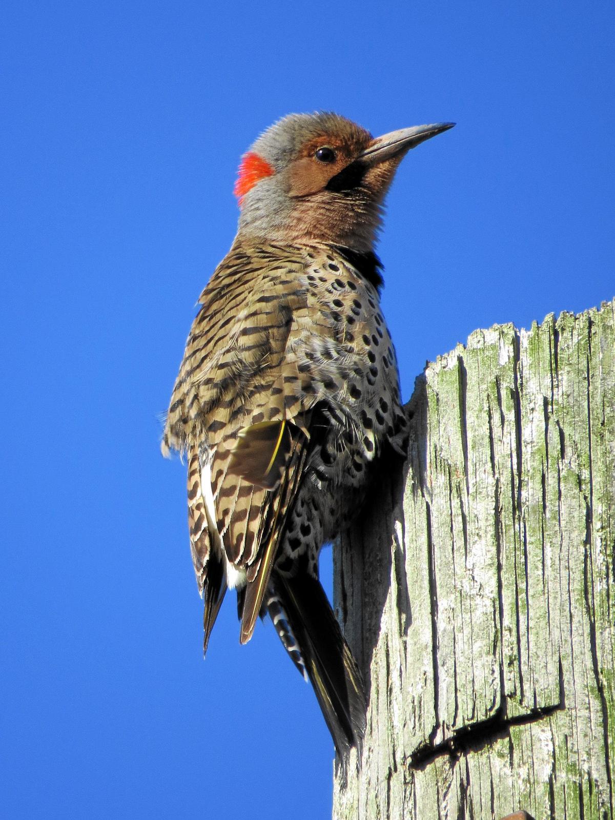 Northern Flicker Photo by Kathy Wooding