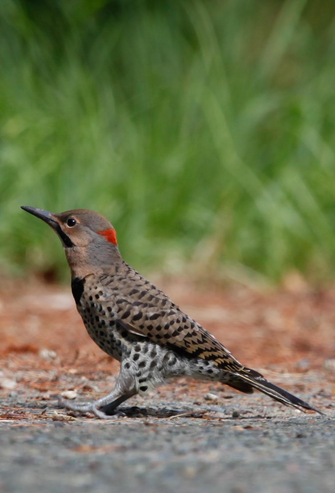 Northern Flicker Photo by Lucy Wightman