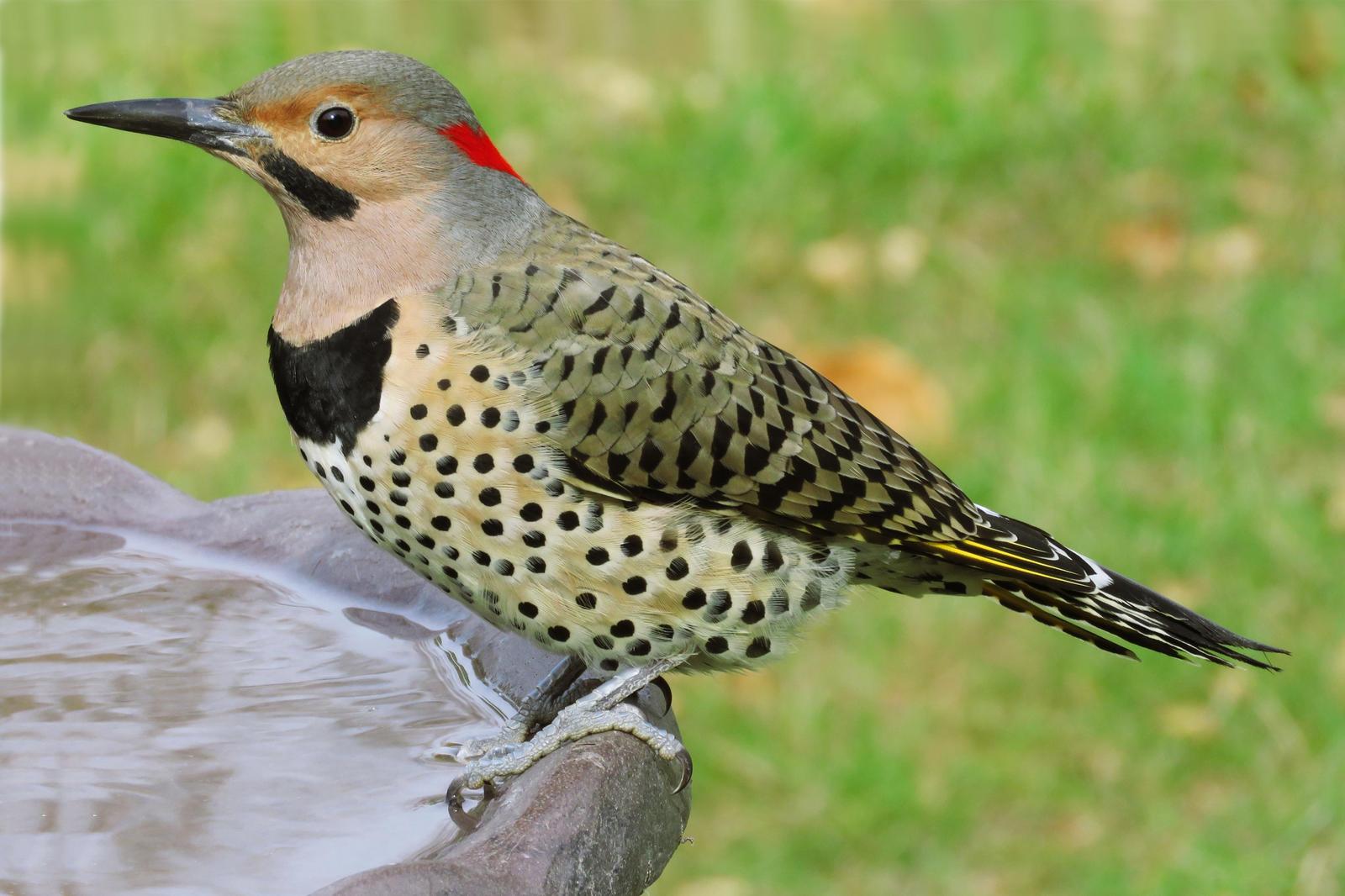 Northern Flicker Photo by Bob Neugebauer