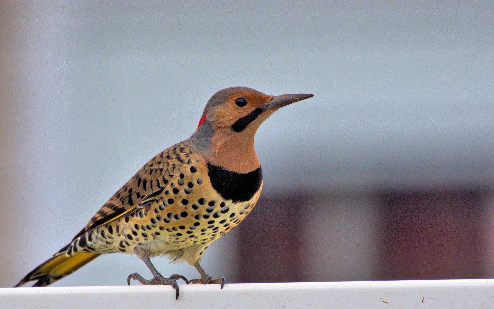 Northern Flicker Photo by Jackie Connelly-Fornuff