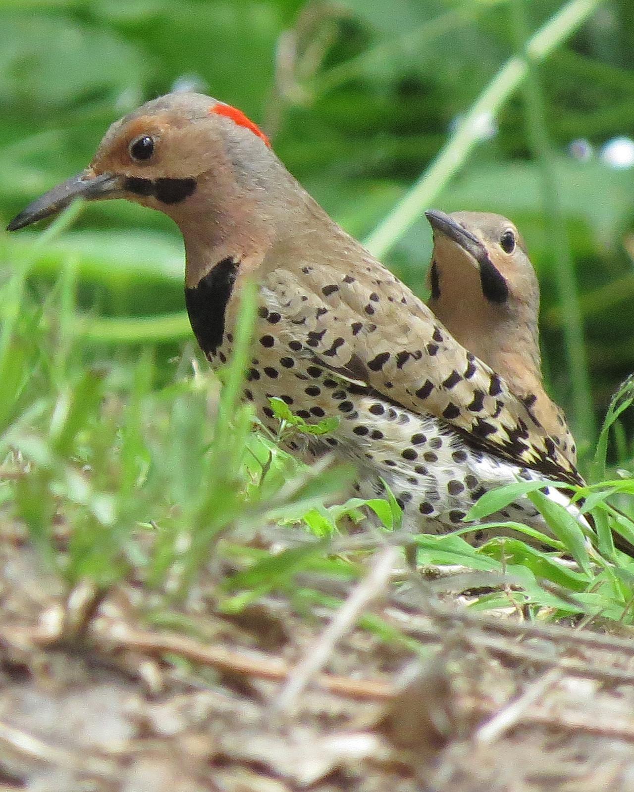 Northern Flicker Photo by Kelly Preheim