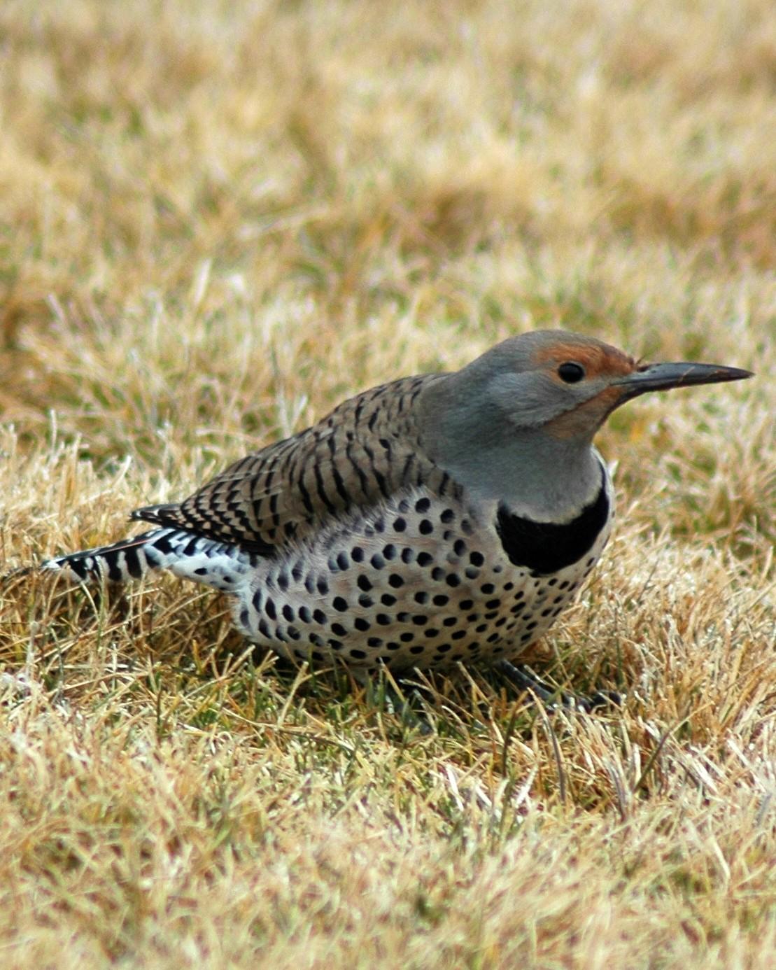 Northern Flicker Photo by David Hollie