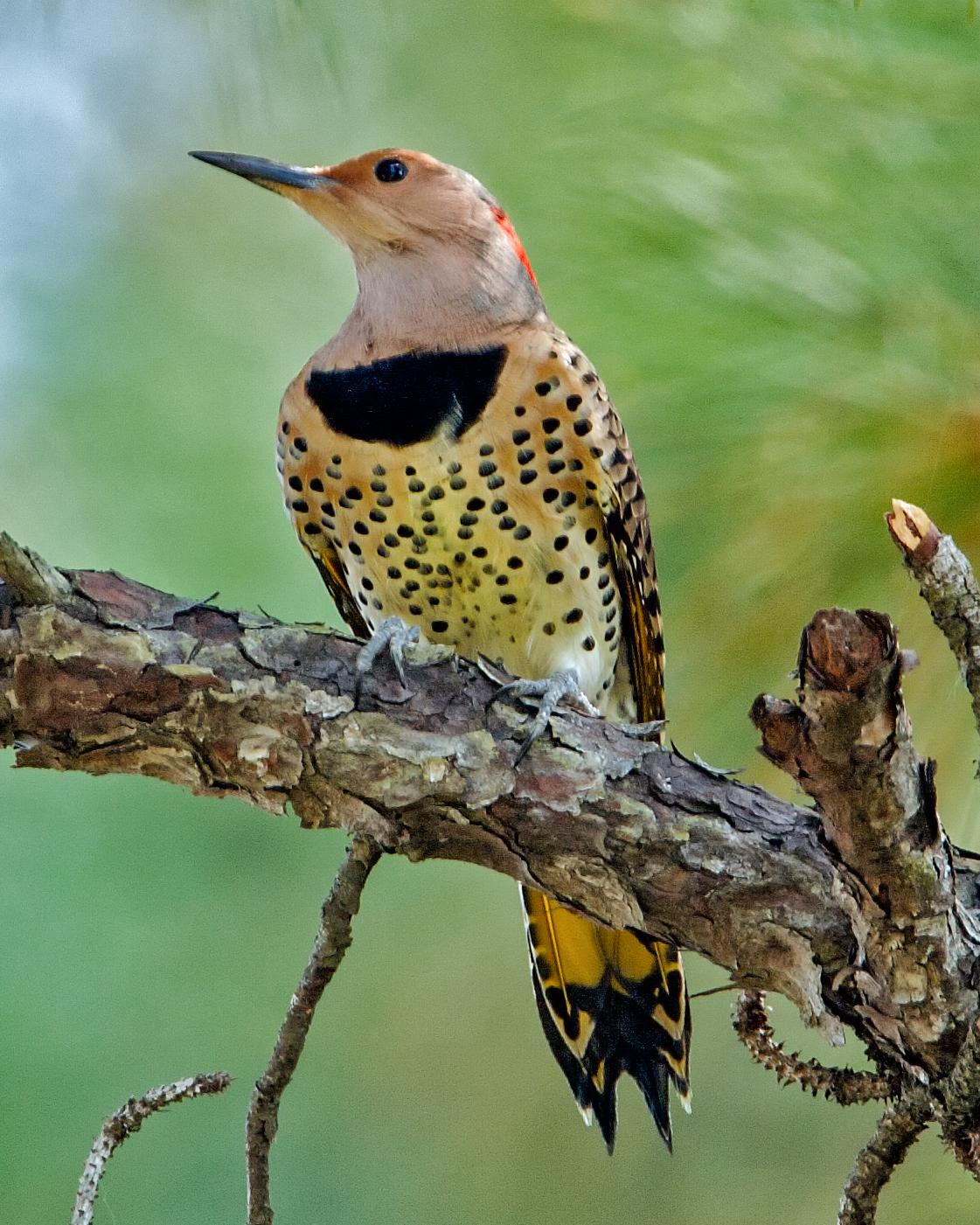 Northern Flicker Photo by JC Knoll