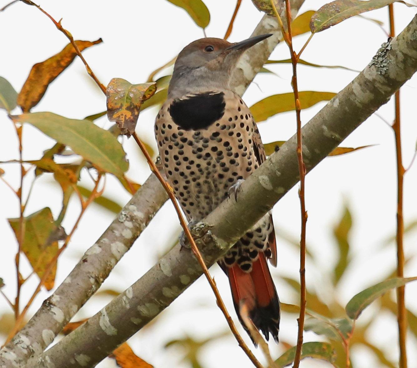 Northern Flicker Photo by Jim  Murray