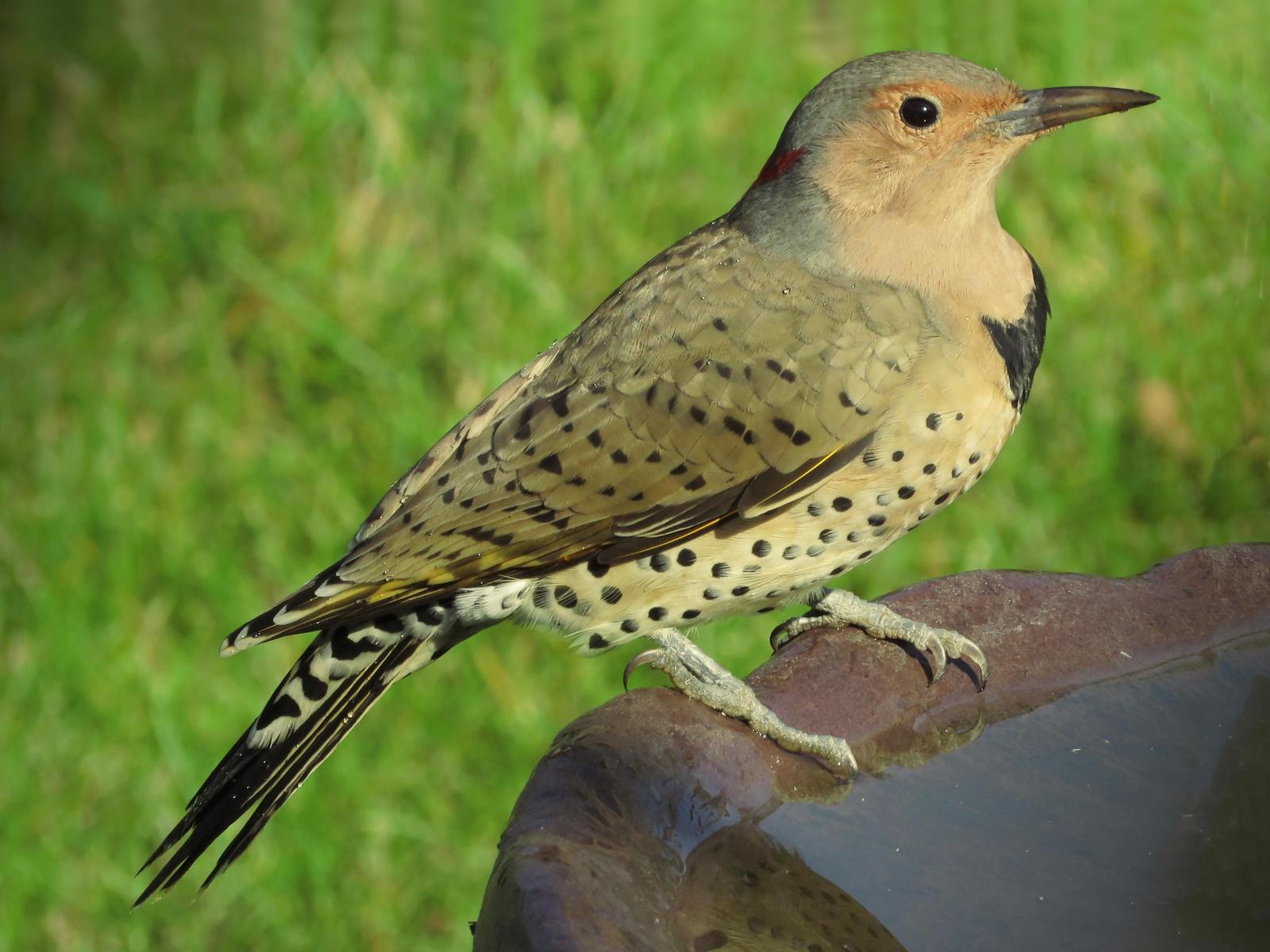 Northern Flicker Photo by Bob Neugebauer