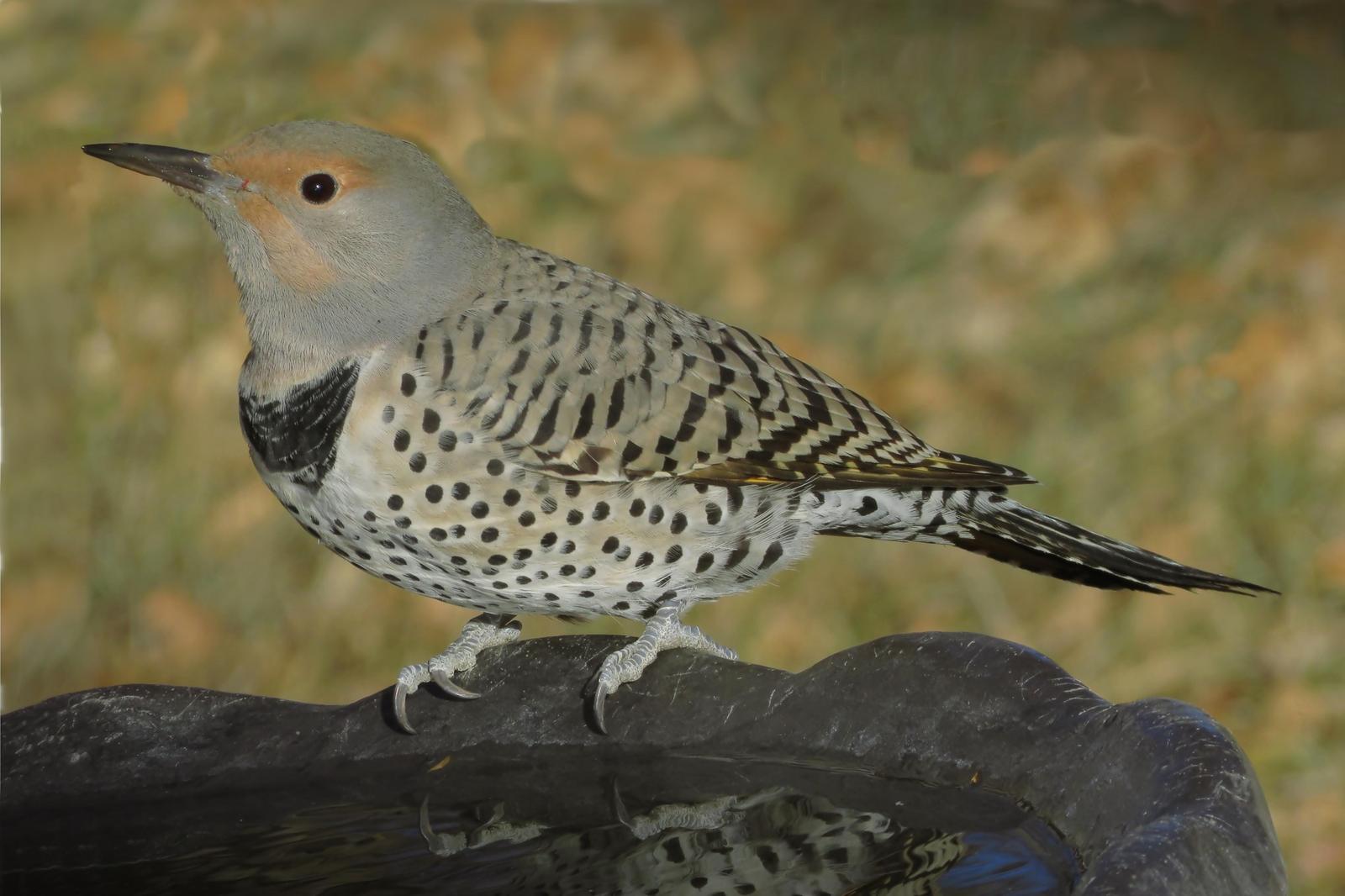 Northern Flicker Photo by Bob Neugebauer