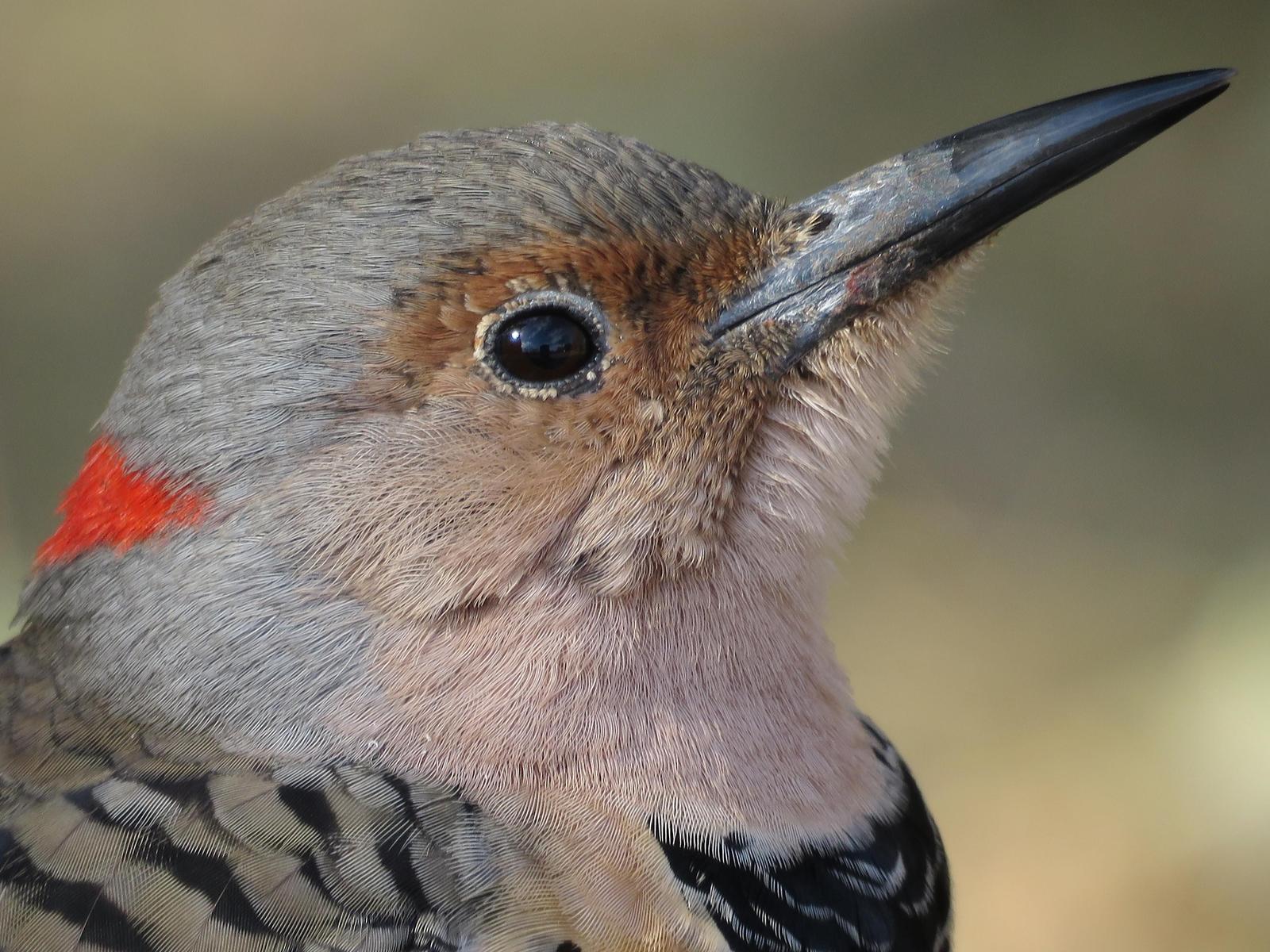 Northern Flicker Photo by Bob Neugebauer