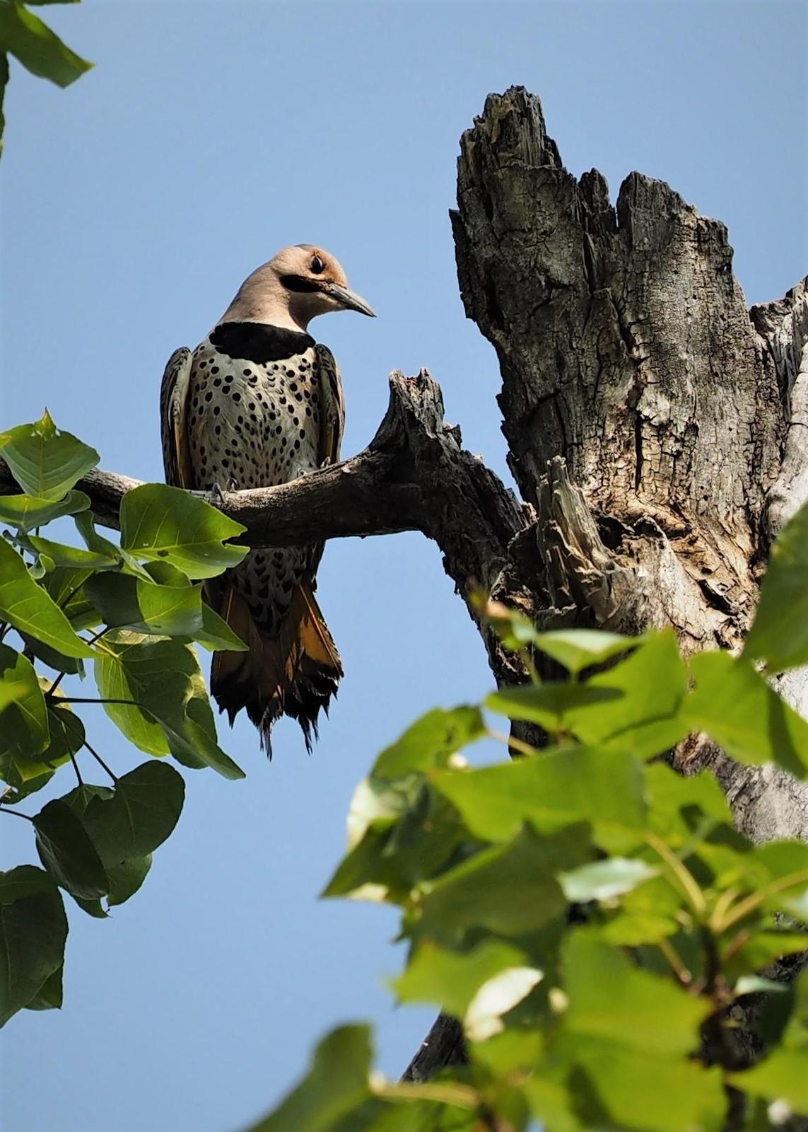 Northern Flicker Photo by Colin Hill