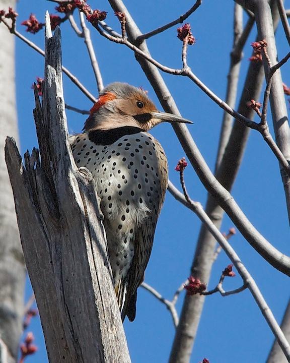 Northern Flicker (Yellow-shafted) Photo by Denis Rivard