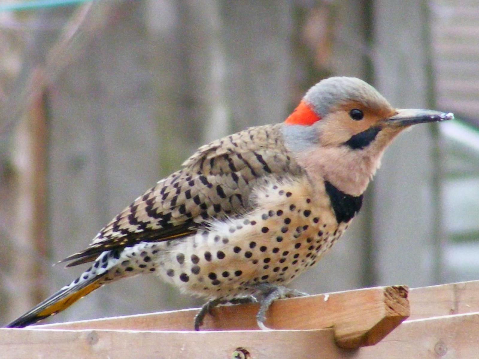 Northern Flicker (Yellow-shafted) Photo by Blaine MacDonald