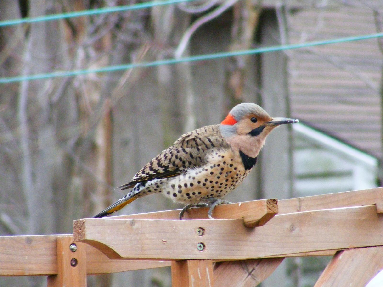 Northern Flicker (Yellow-shafted) Photo by Blaine MacDonald