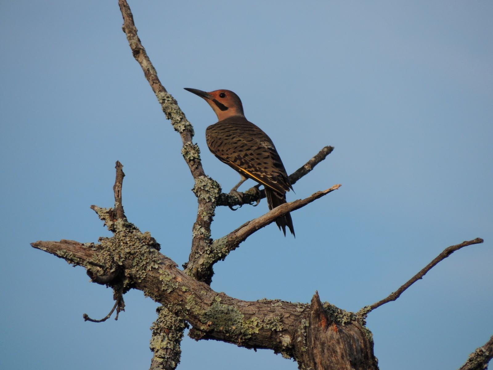 Northern Flicker (Yellow-shafted) Photo by Tony Heindel