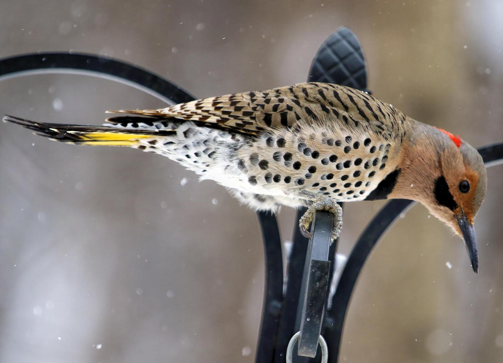 Northern Flicker (Yellow-shafted) Photo by Dan Tallman