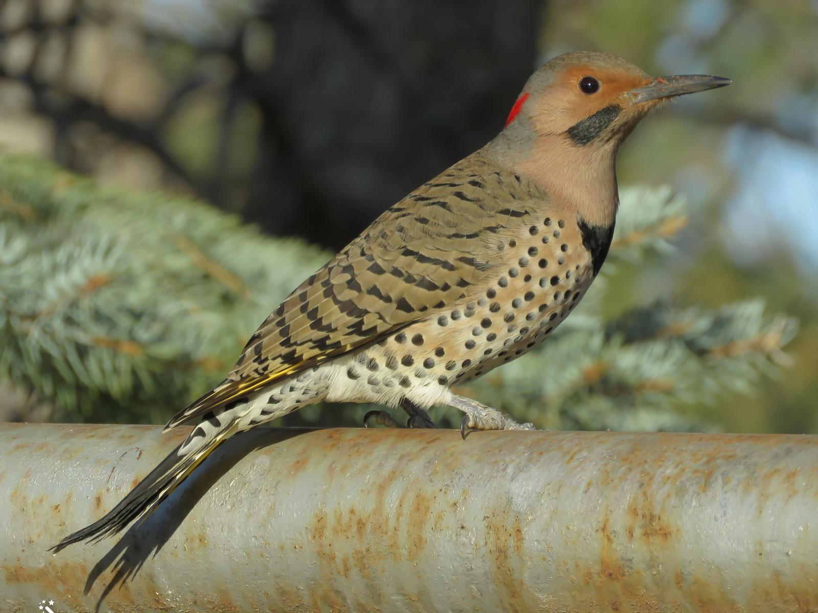 Northern Flicker (Yellow-shafted) Photo by Bob Neugebauer