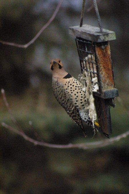 Northern Flicker (Yellow-shafted) Photo by Dan Tallman