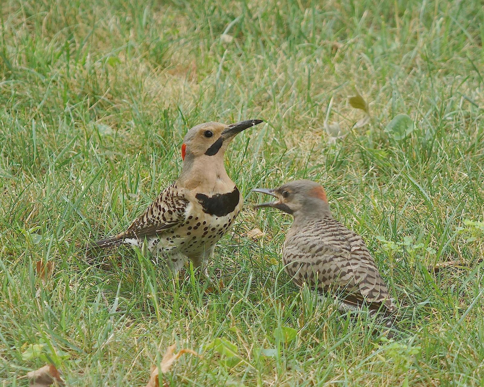 Northern Flicker (Yellow-shafted) Photo by Gerald Hoekstra