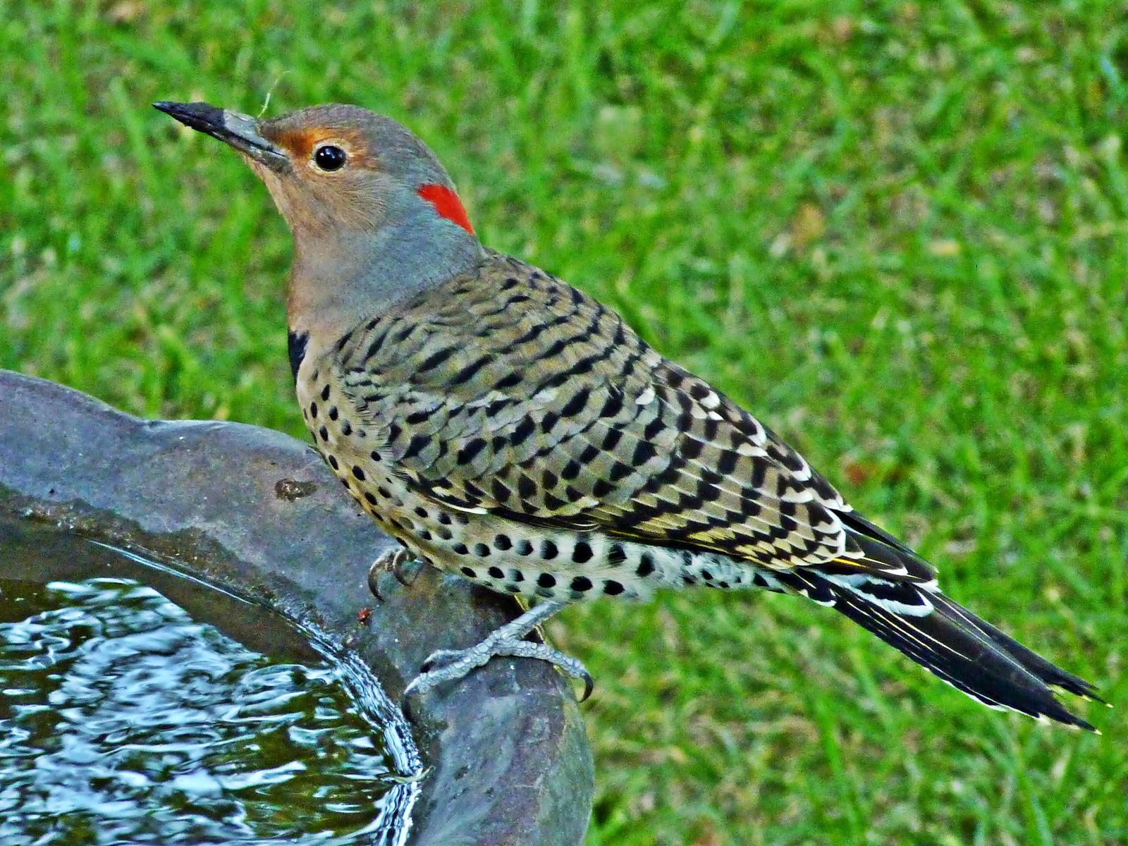Northern Flicker (Yellow-shafted) Photo by Bob Neugebauer