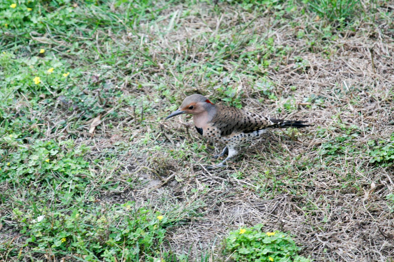 Northern Flicker (Yellow-shafted) Photo by Roseanne CALECA