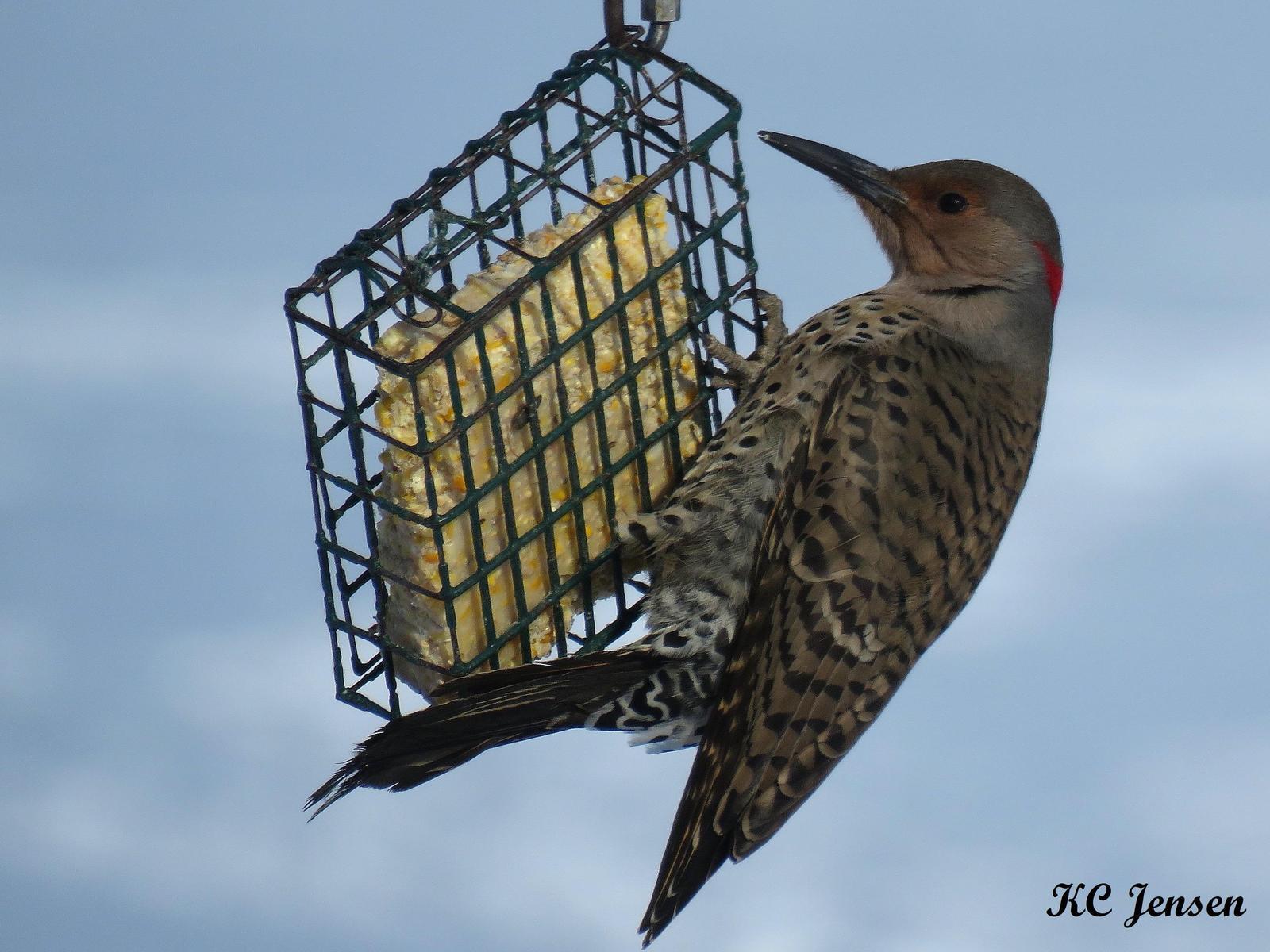 Northern Flicker (Yellow-shafted) Photo by Kent Jensen