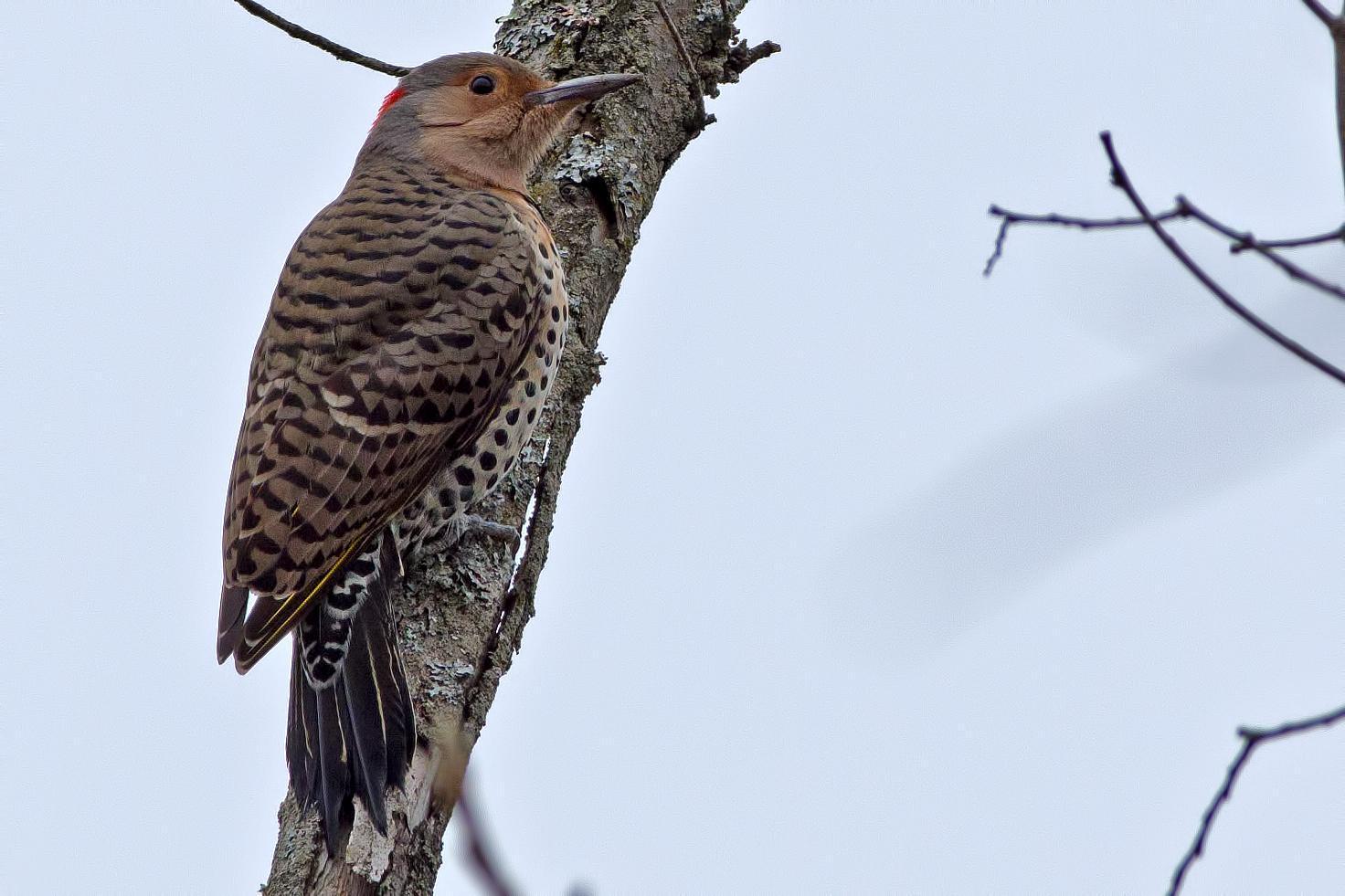 Northern Flicker (Yellow-shafted) Photo by Rob Dickerson